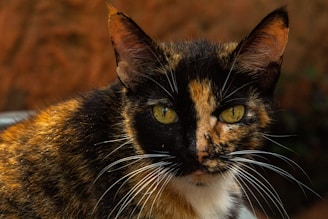 Close-up of a cat design printed on a soft cotton t-shirt in vibrant colors.