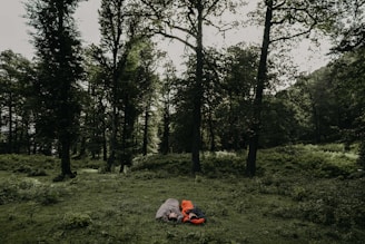A cozy sleeping bag unrolled on a forest floor with morning light filtering through leaves.