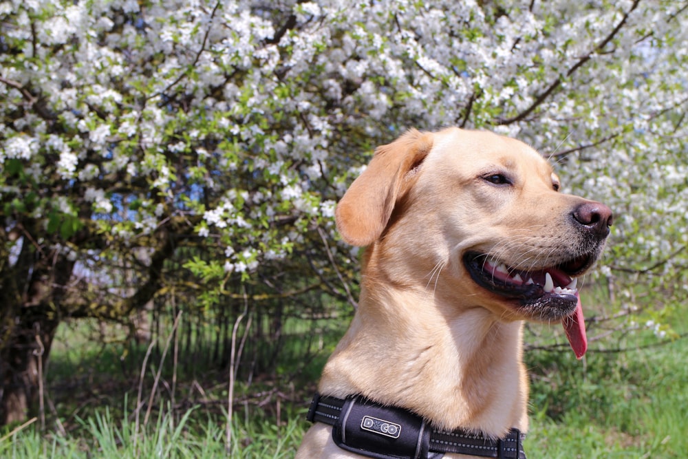 Un perro está sentado en la hierba con la lengua fuera