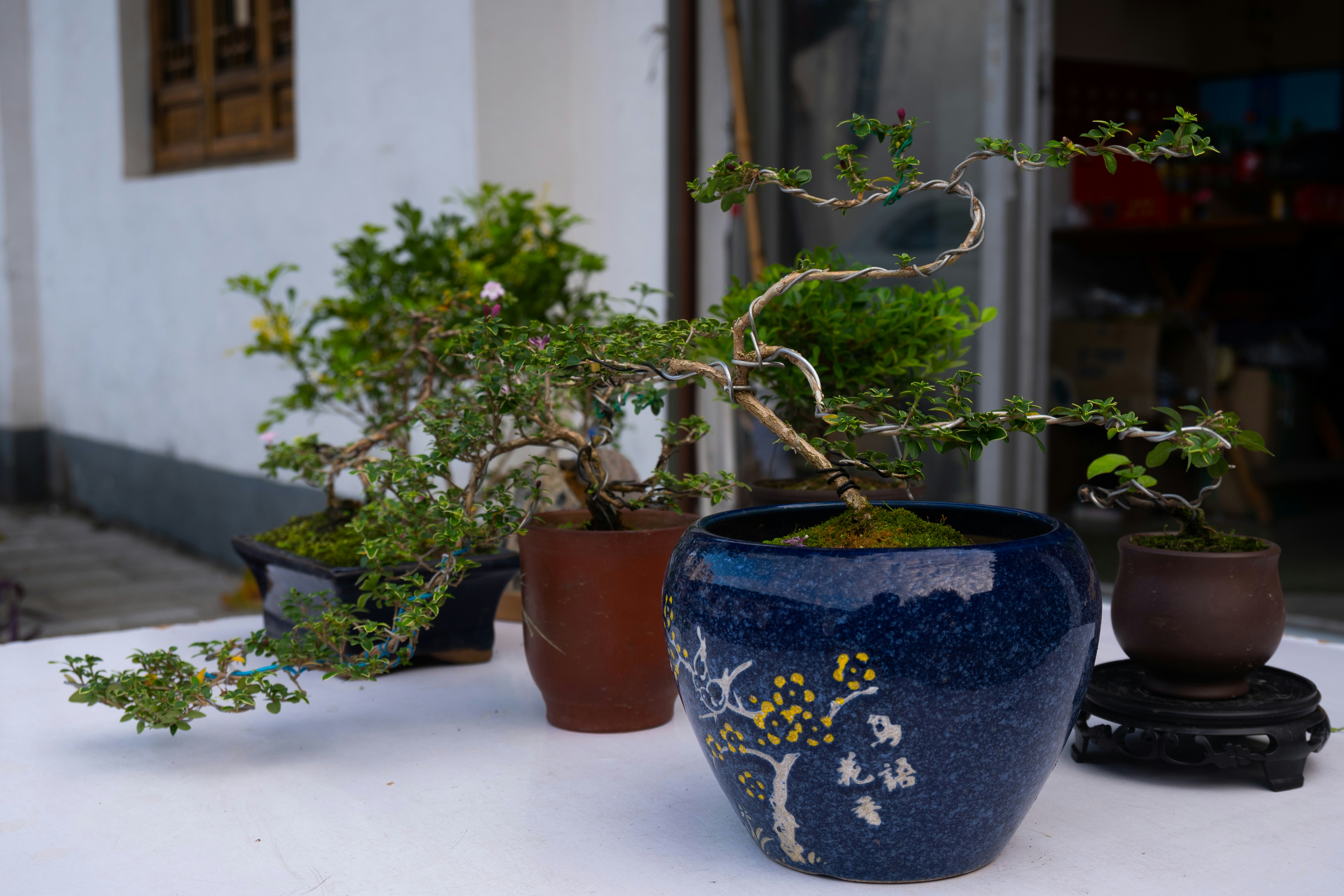 a bonsai tree in a blue pot on a table