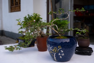 A collection of potted bonsai trees is arranged on a table outdoors. The focus is on a blue ceramic pot with intricate designs and Chinese characters, housing a beautifully twisted bonsai with lush green leaves. The background features a white building with an open doorway and a window, adding a serene ambiance to the scene.