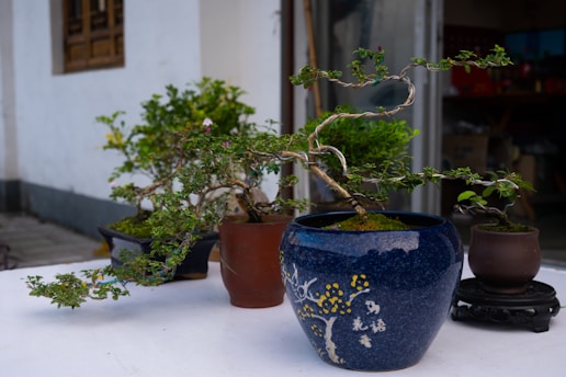 A collection of potted bonsai trees is arranged on a table outdoors. The focus is on a blue ceramic pot with intricate designs and Chinese characters, housing a beautifully twisted bonsai with lush green leaves. The background features a white building with an open doorway and a window, adding a serene ambiance to the scene.