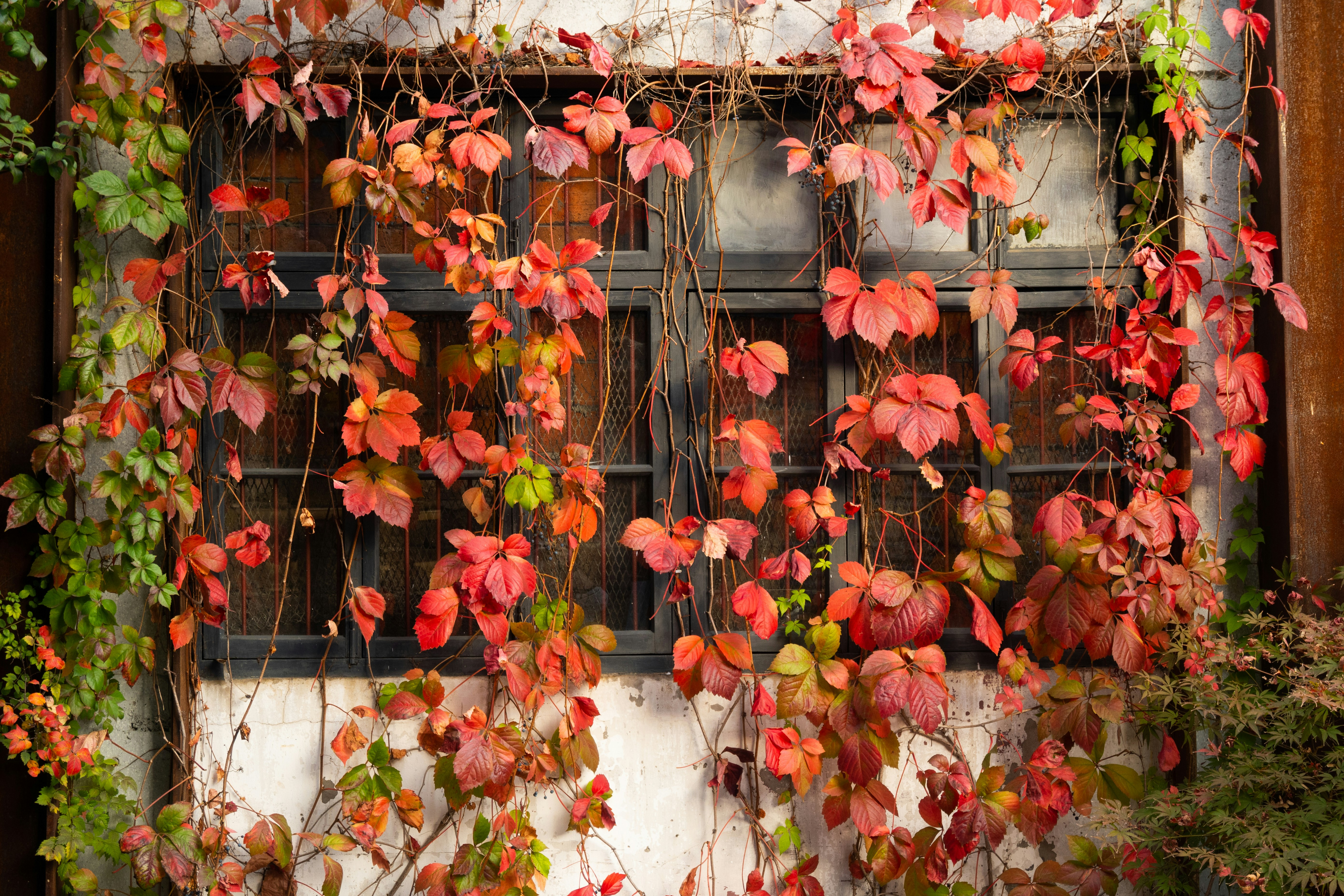 a window covered in red and green leaves