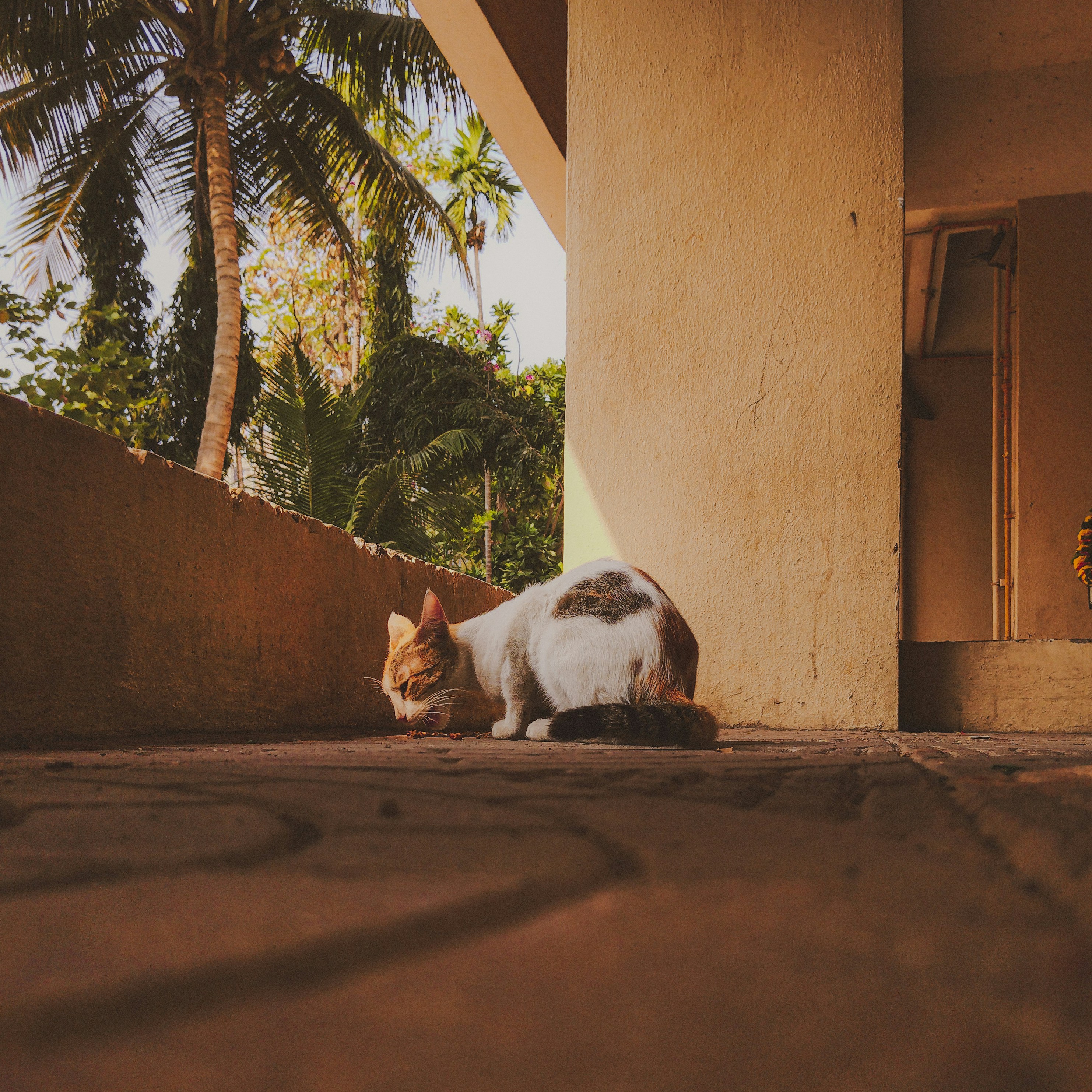 Sunbeams: Nature’s Heated Blanket (image credits: unsplash)