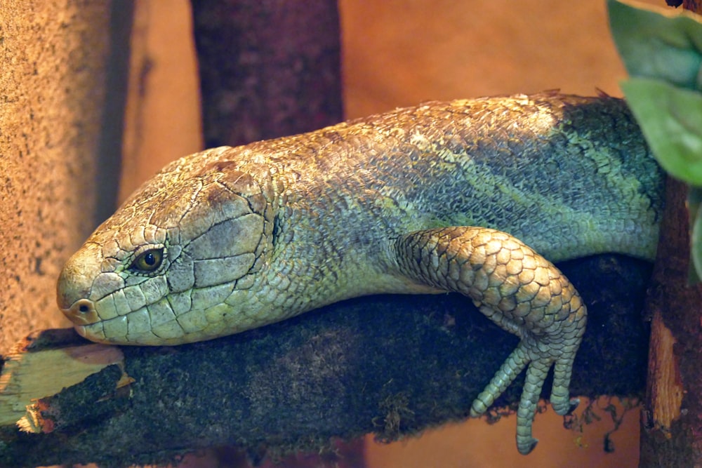 a close up of a lizard on a branch