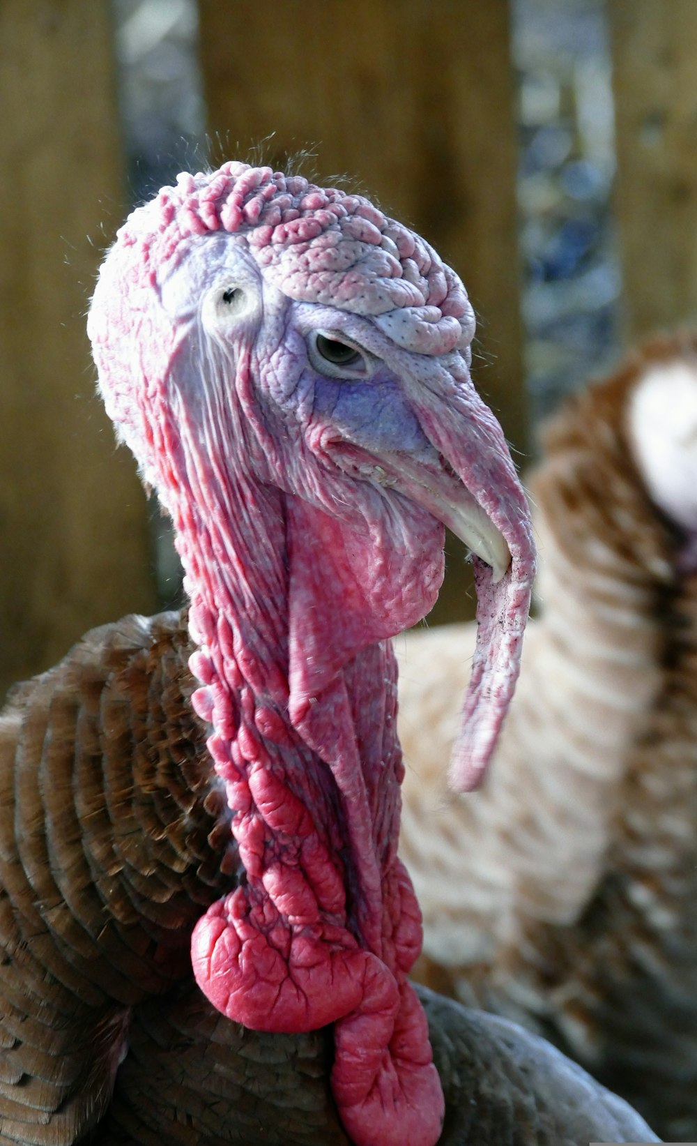 a close up of a turkey's head with other turkeys in the background