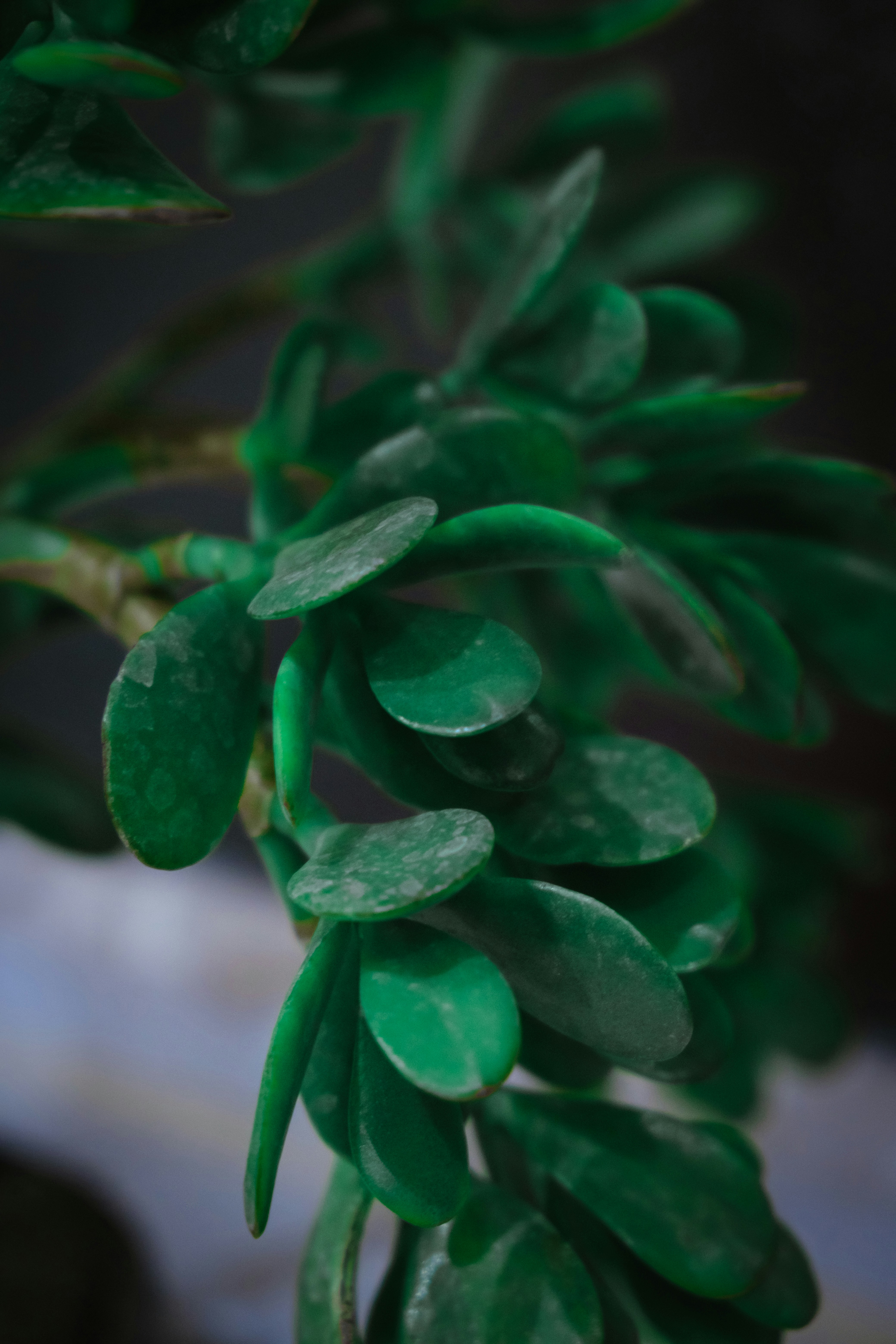 a close up of a green plant with leaves