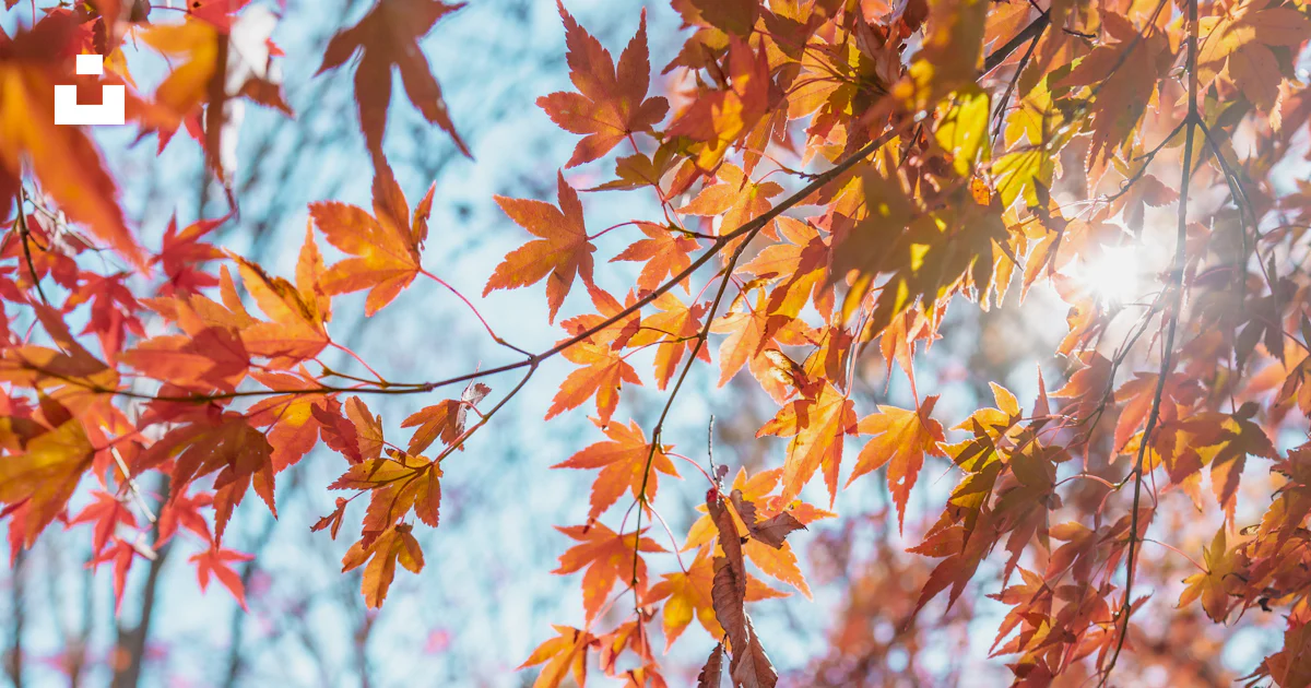 The Leaves Of A Tree Are Changing Colors In The Fall Photo Free the-leaves-of-a-tree-are-changing-colors-in-the-fall-photo-free