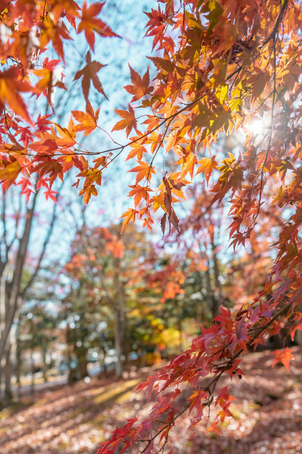 秋には木の葉が色づいています