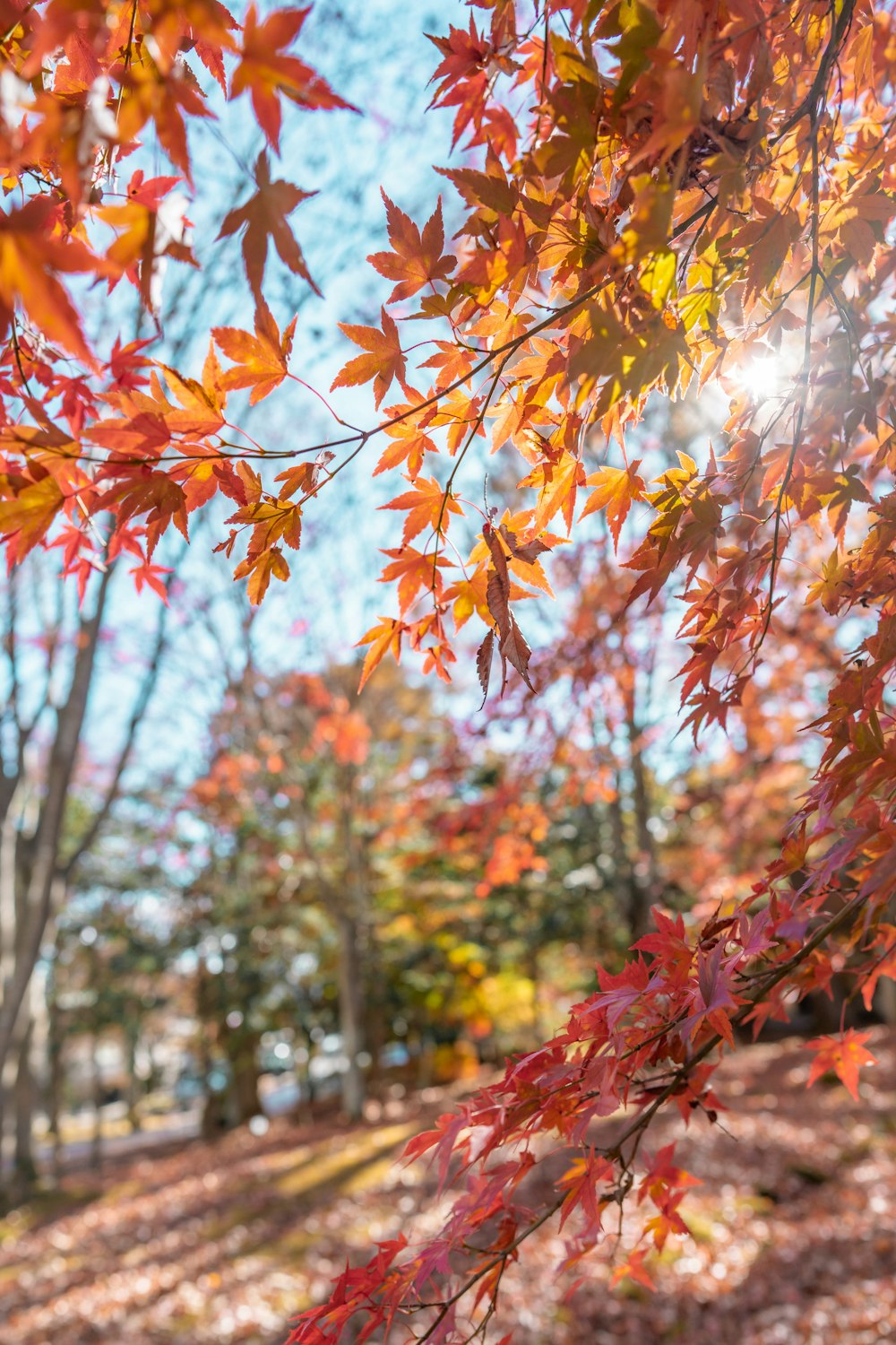 the leaves of a tree are changing colors in the fall