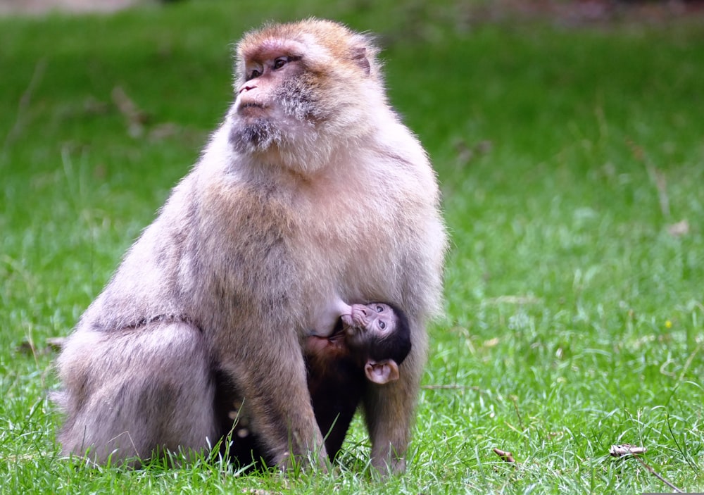 a monkey sitting on top of another monkey on a lush green field