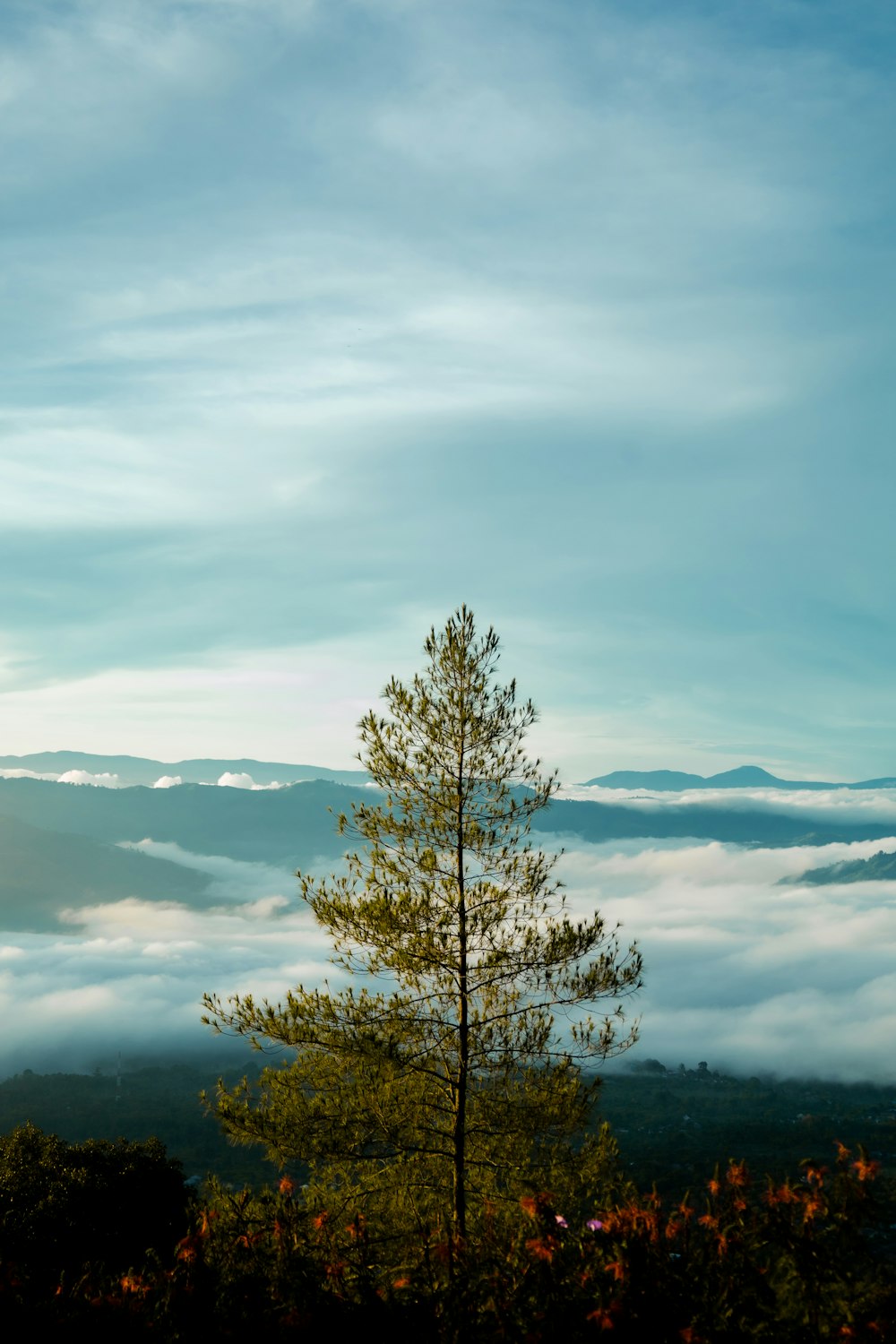 a lone tree in the middle of a field