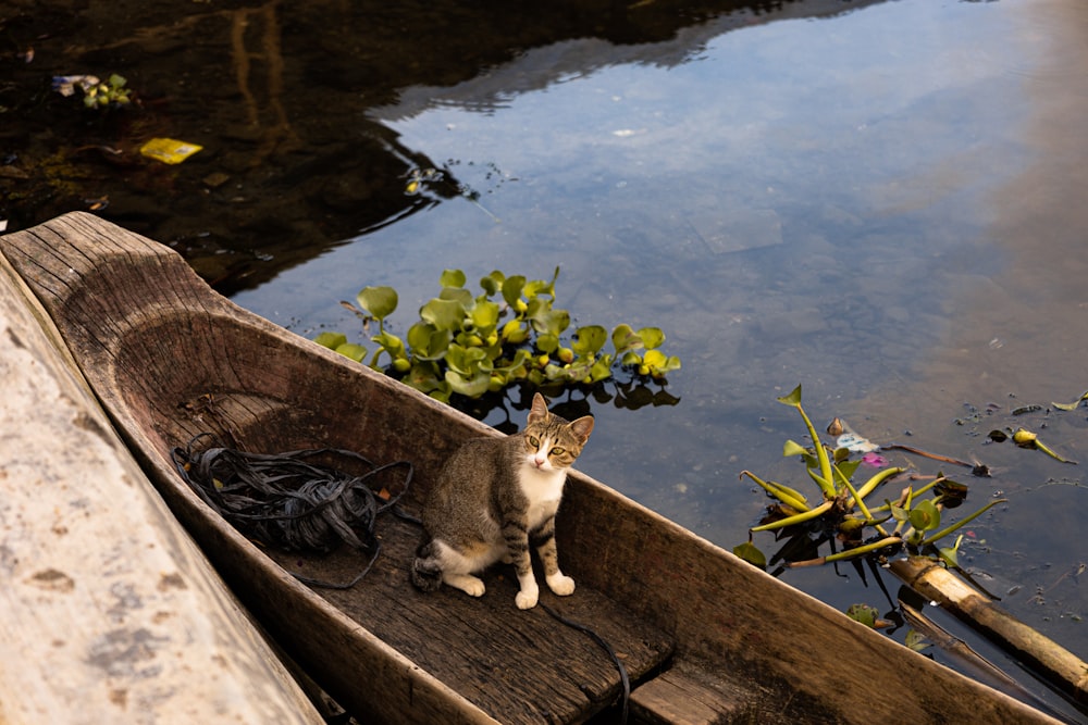 a cat sitting in a boat on a body of water