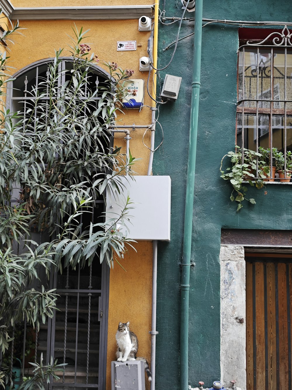 a cat sitting on a ledge in front of a building