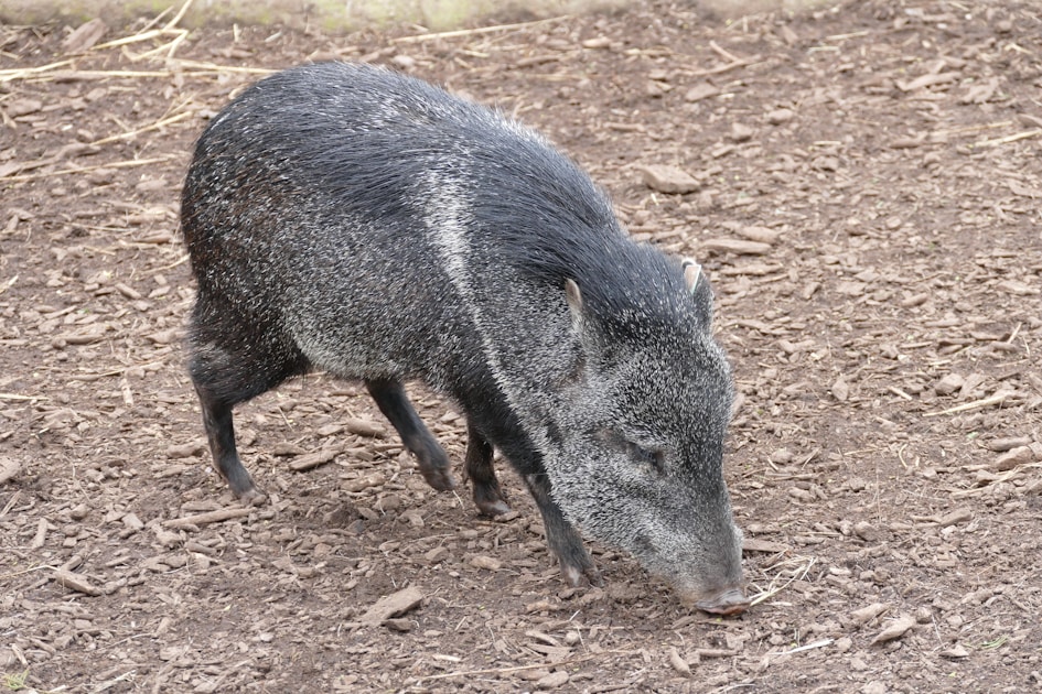 Javelina foraging on a dirt floor — collared peccary typical of Galiuro Mountain habitat