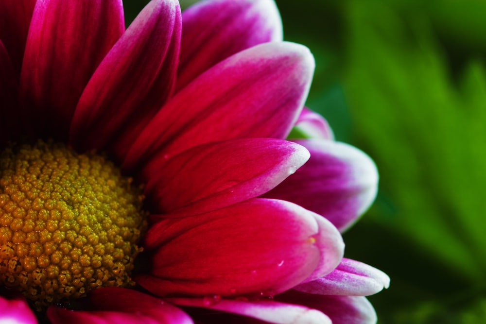 a close up of a pink flower with a green background