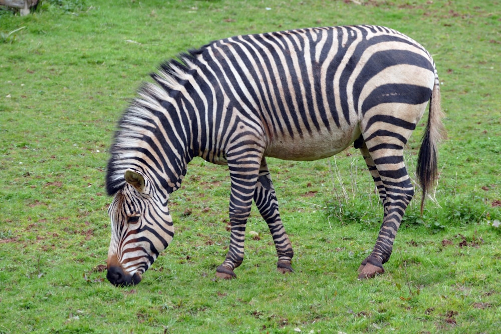 野原の草を食むシマウマ