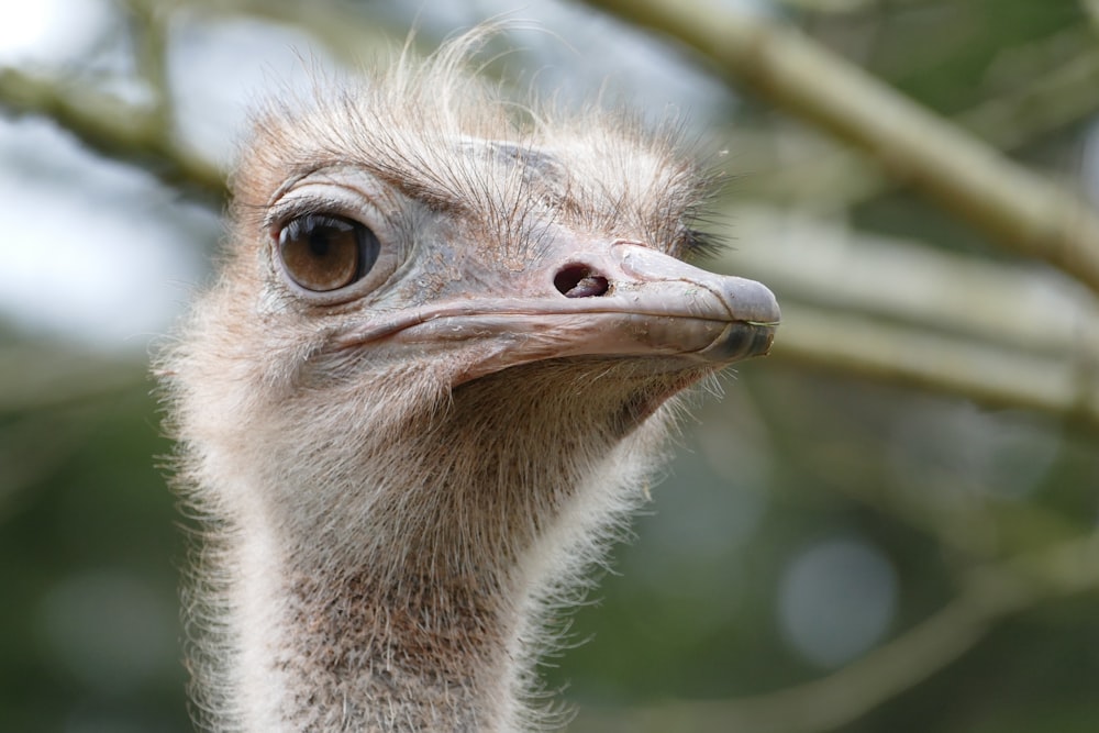 an ostrich is standing in front of a tree