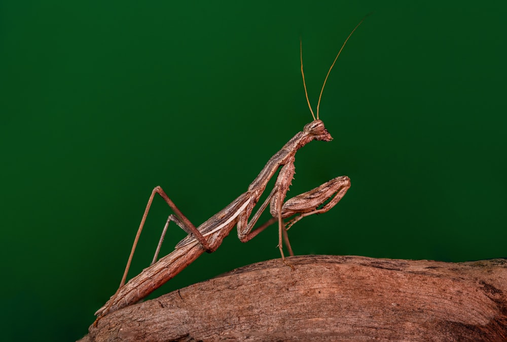 a close up of a praying mantissa on a tree