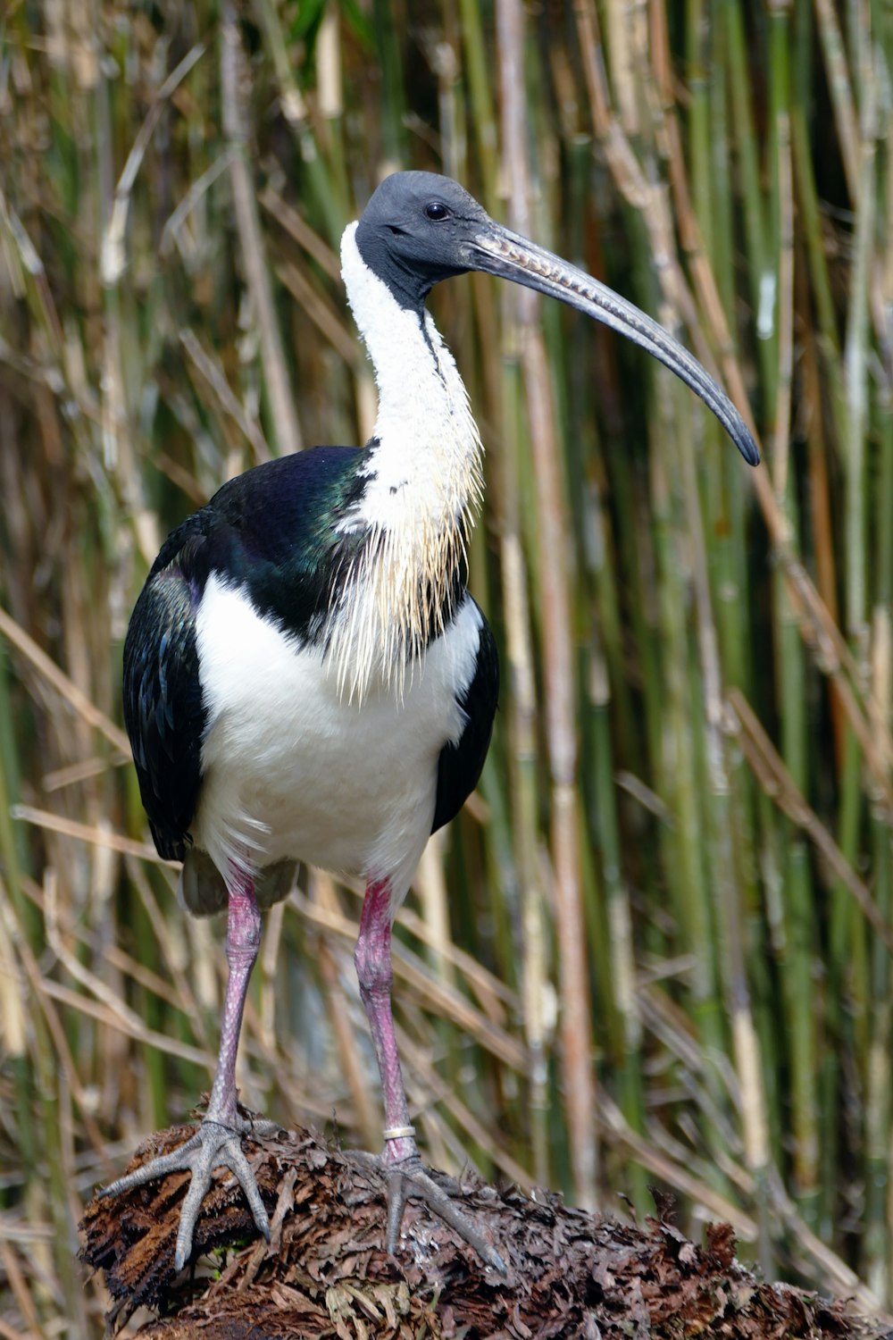 a black and white bird is standing on a log