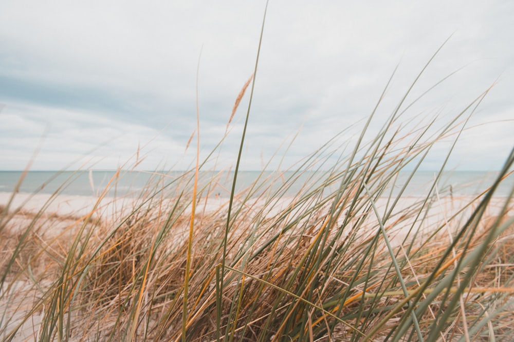 a sandy beach with grass growing out of the sand