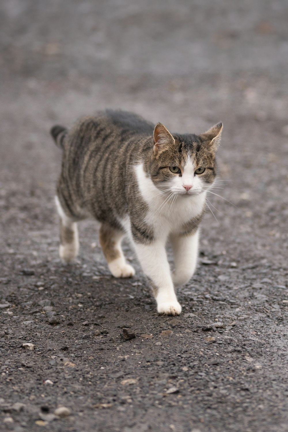 a gray and white cat walking across a street