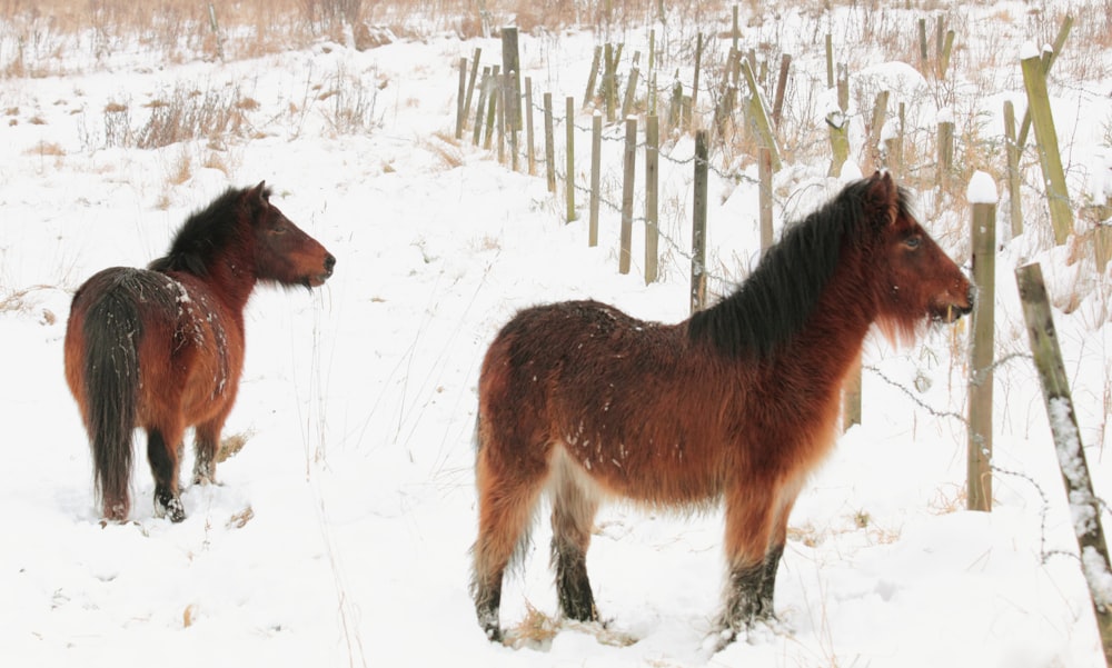 a couple of horses standing in the snow