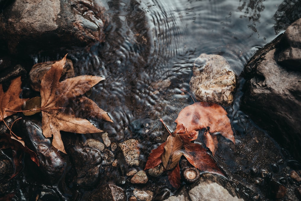 a close up of leaves and rocks in a body of water