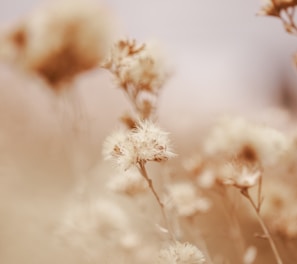 a close up of a bunch of white flowers