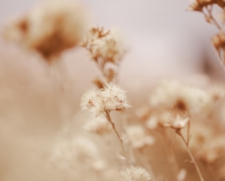 a close up of a bunch of white flowers