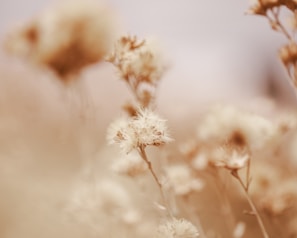 a close up of a bunch of white flowers