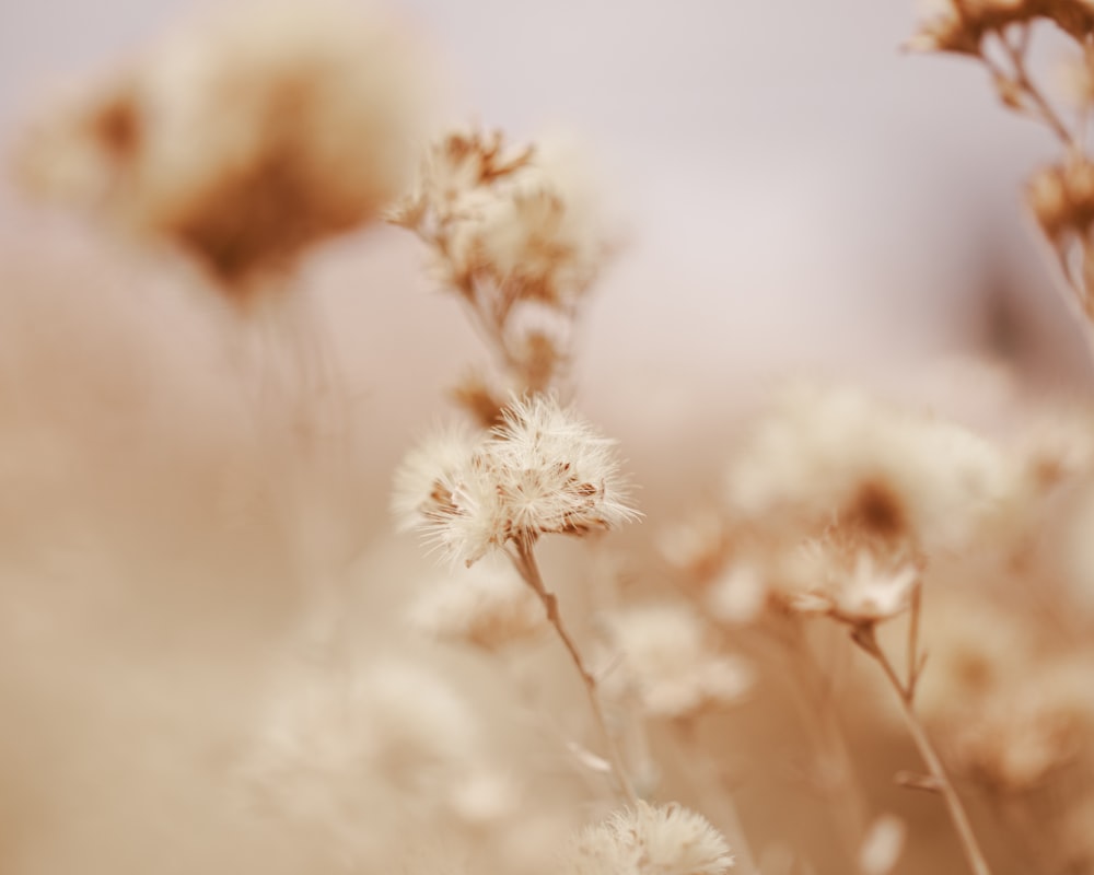 a close up of a bunch of white flowers