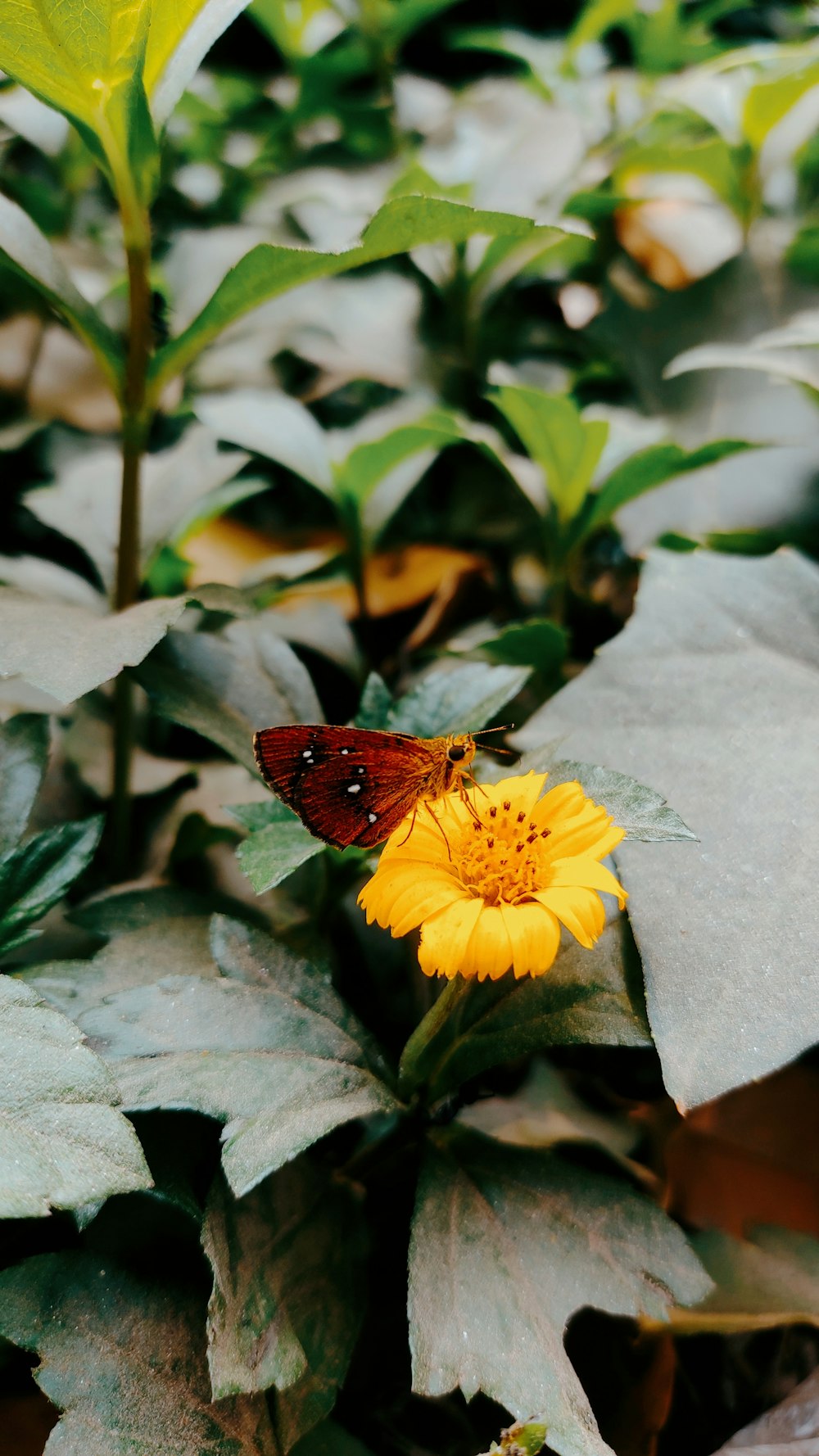 a butterfly sitting on top of a yellow flower