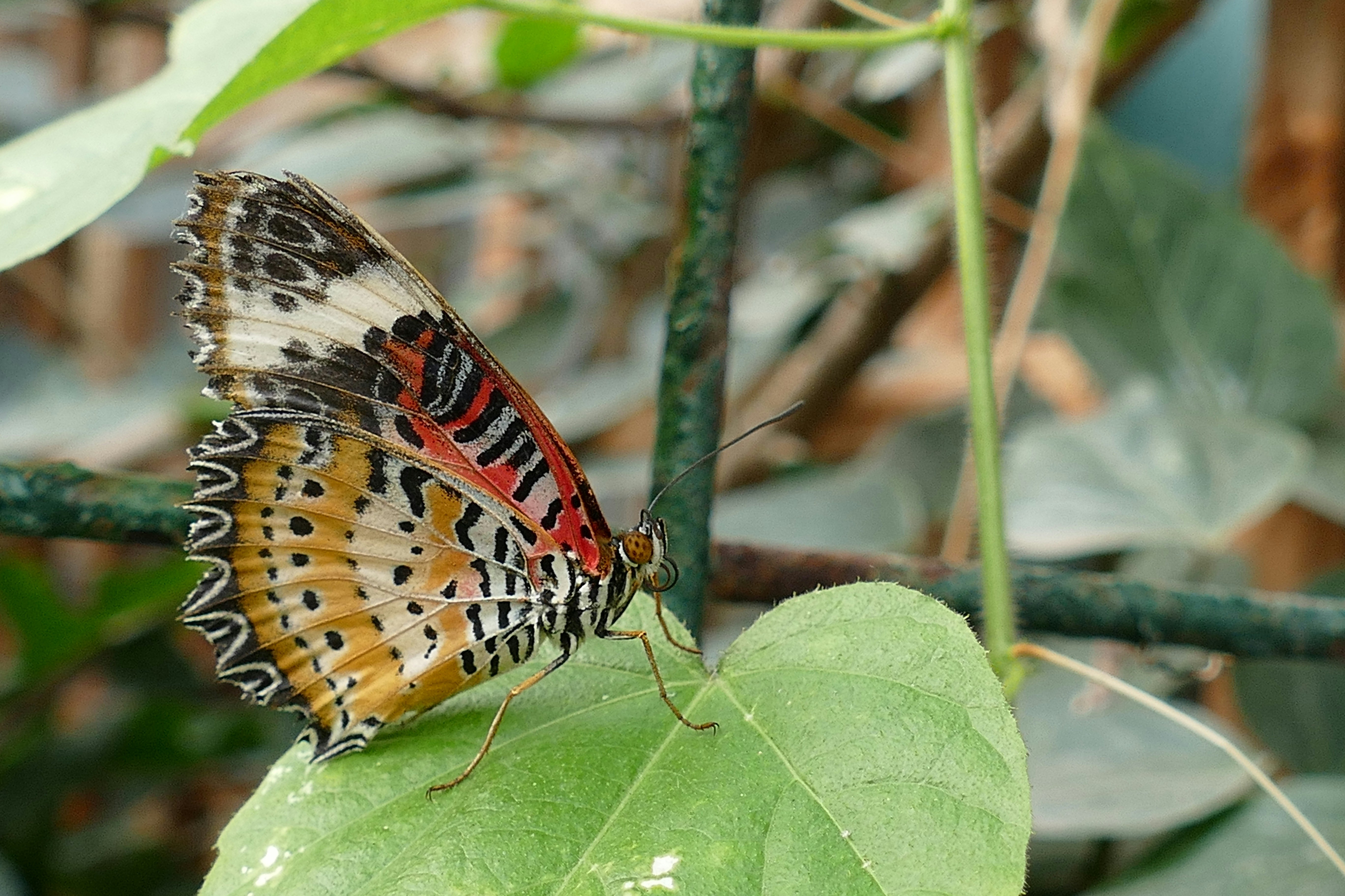 A colorful butterfly in mid-flight