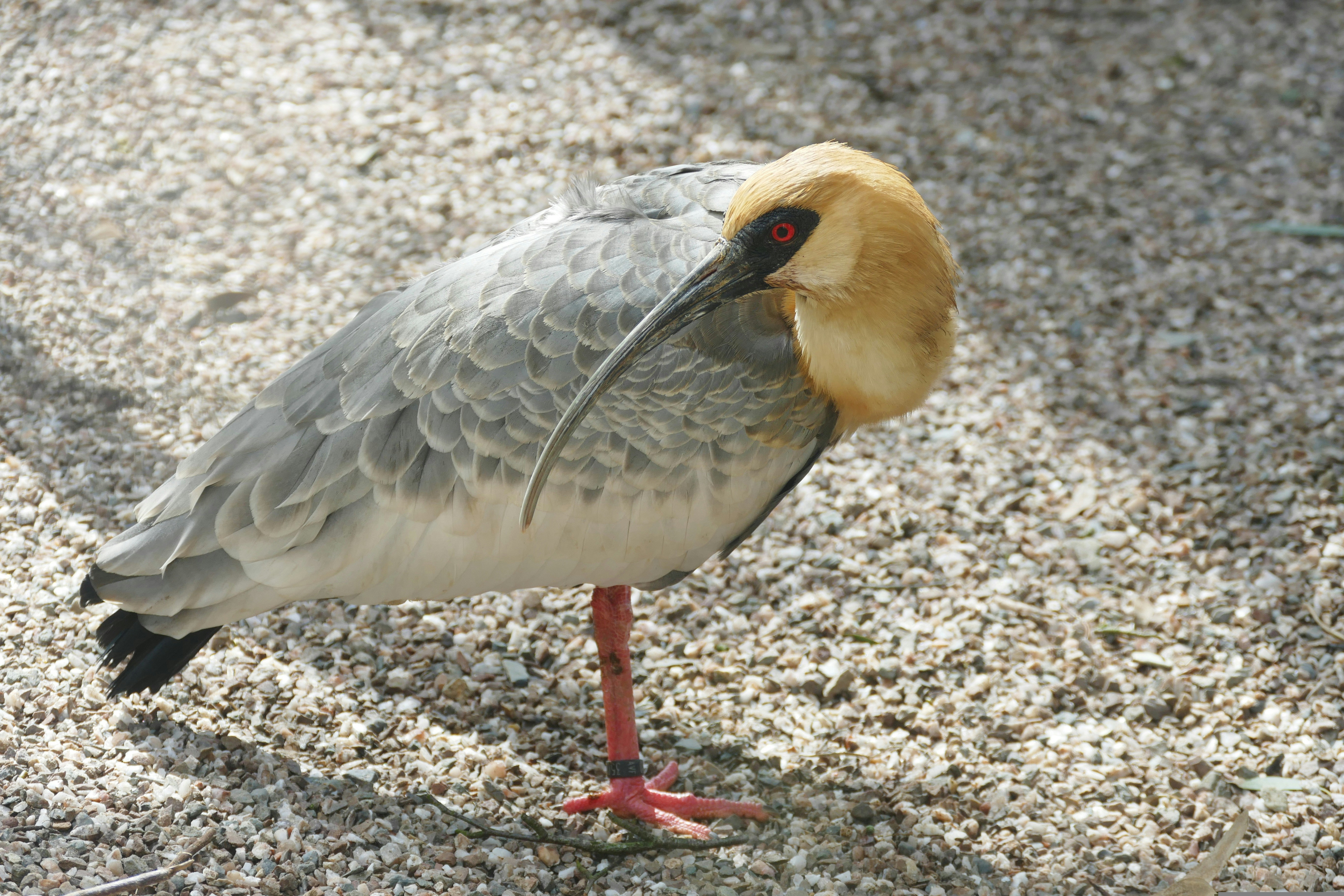 Black-Faced Ibis: The Wader of the High Plains (image credits: unsplash)