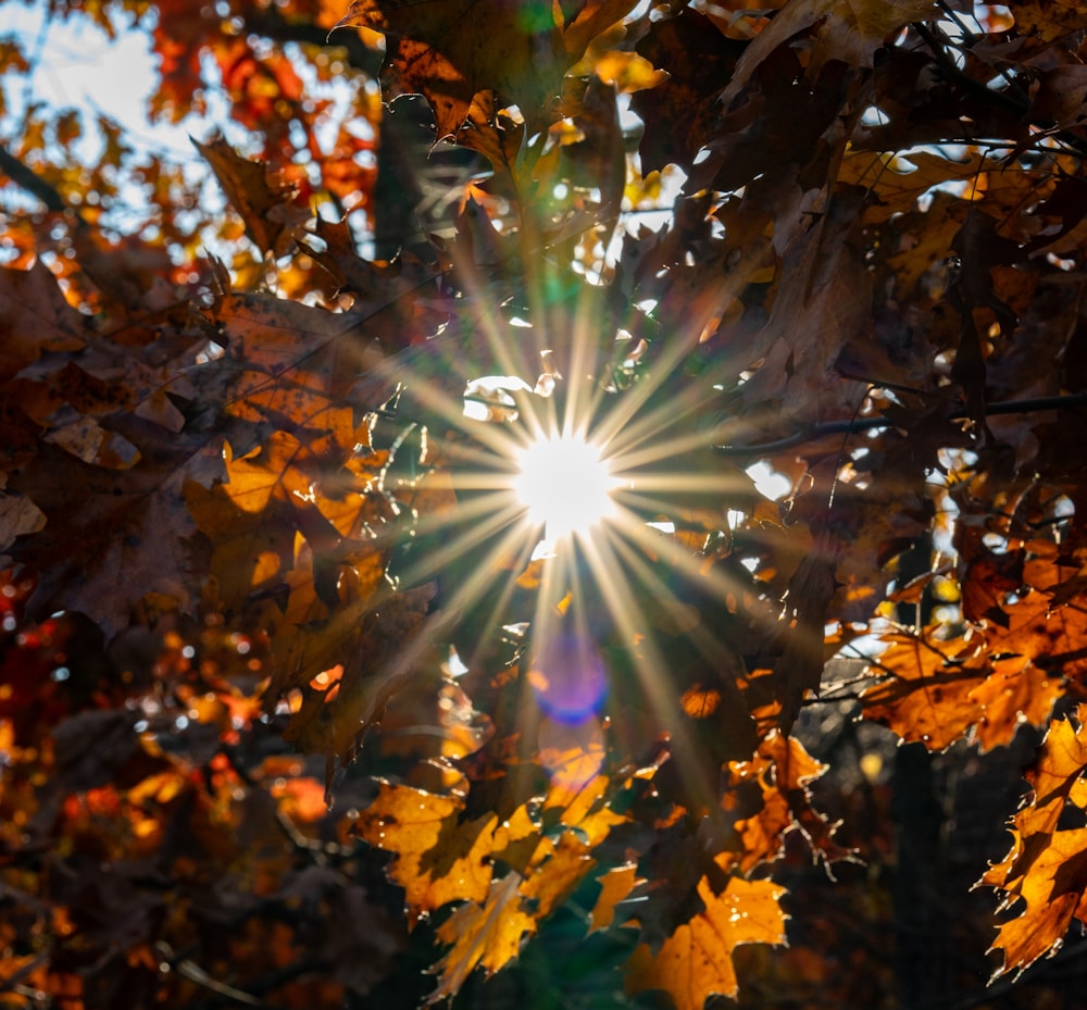 the sun shining through the leaves of a tree