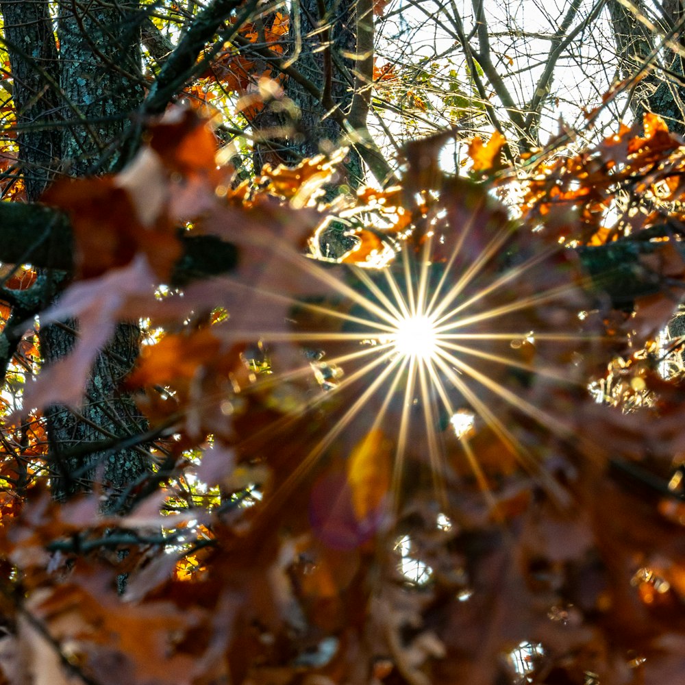 the sun shines through the leaves of a tree