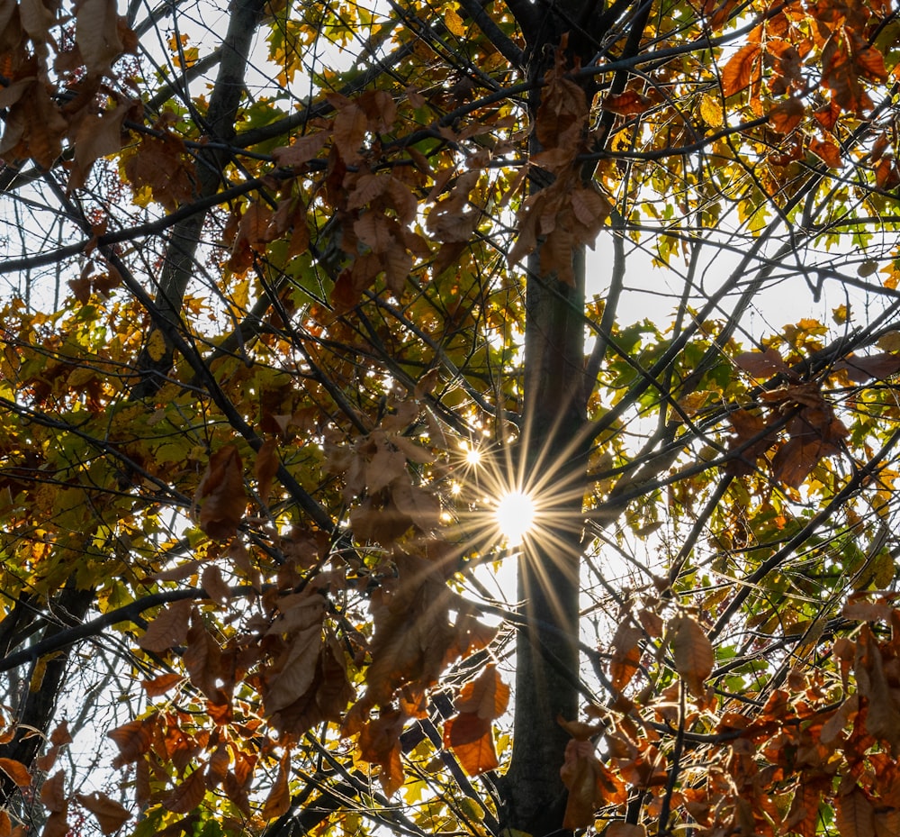 the sun shines through the branches of a tree