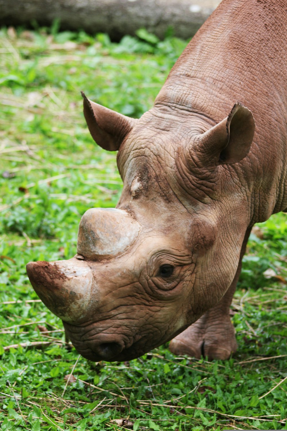 a close up of a rhino grazing on grass