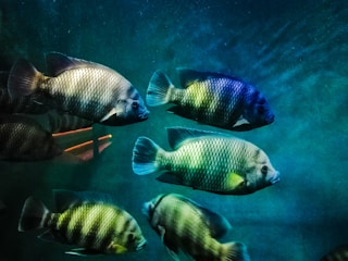Close-up of vibrant Sri Lankan guppies swimming gracefully in crystal-clear water.