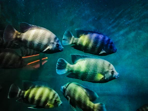 Animated fish swimming gracefully with shimmering scales in a clear mountain stream