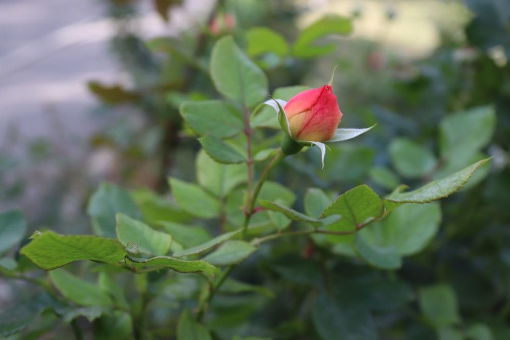 a single red rose bud on a green bush