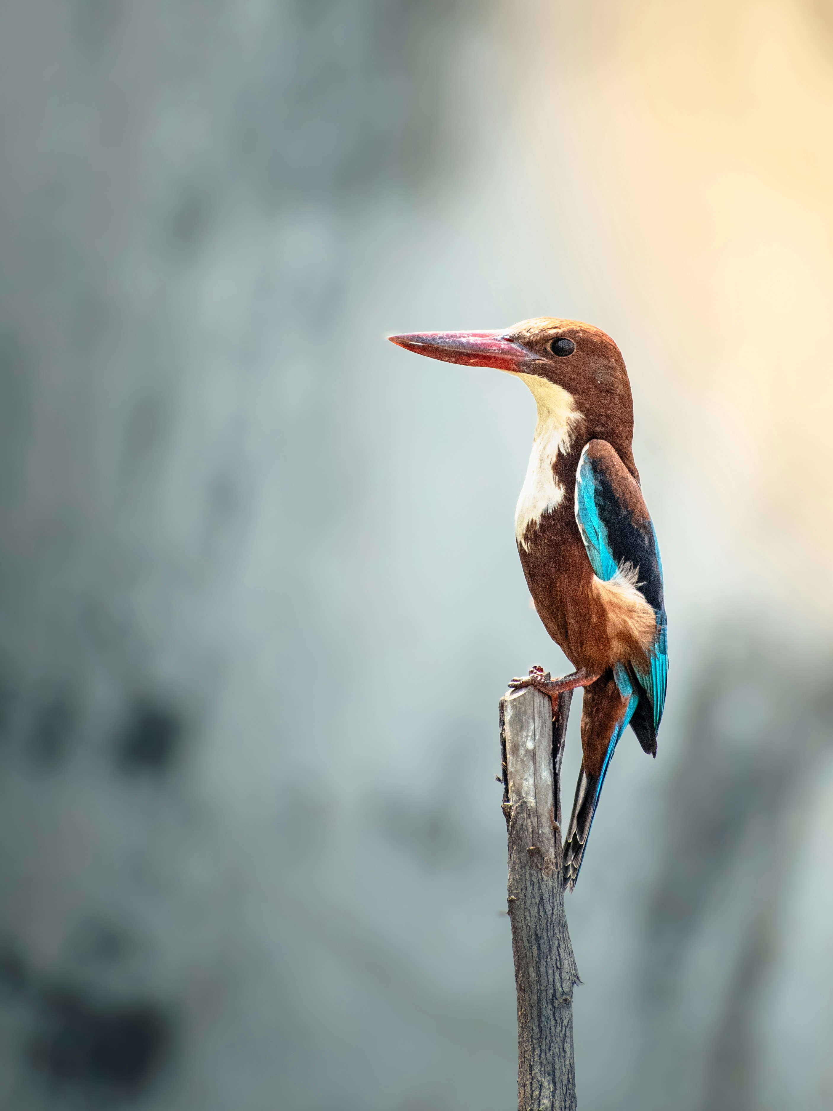Photo by thebugadi