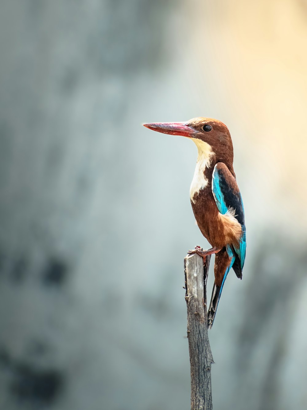 a colorful bird sitting on top of a wooden pole