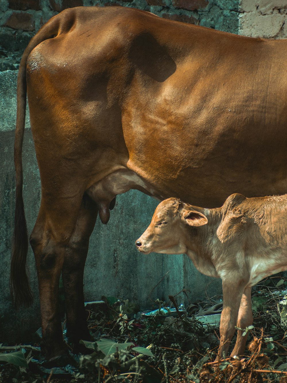 a baby cow standing next to an adult cow