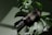 A dark bottle labeled 'NATURE' rests on a large green monstera leaf, with a dropper cap. The scene has a smooth, natural aesthetic complemented by soft lighting and shadows.