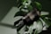 A dark bottle labeled 'NATURE' rests on a large green monstera leaf, with a dropper cap. The scene has a smooth, natural aesthetic complemented by soft lighting and shadows.