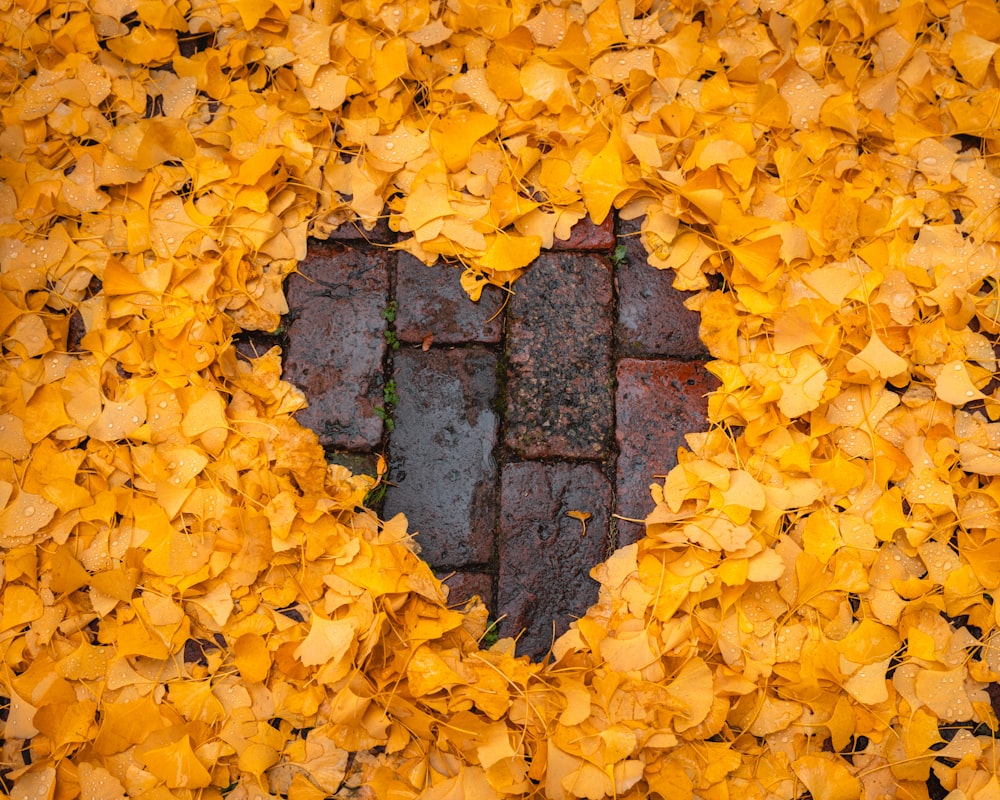 a heart shape made out of yellow leaves