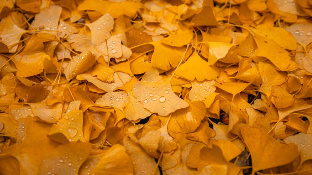 a pile of yellow leaves with water droplets on them