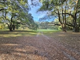 A serene landscape with a path leading through trees.